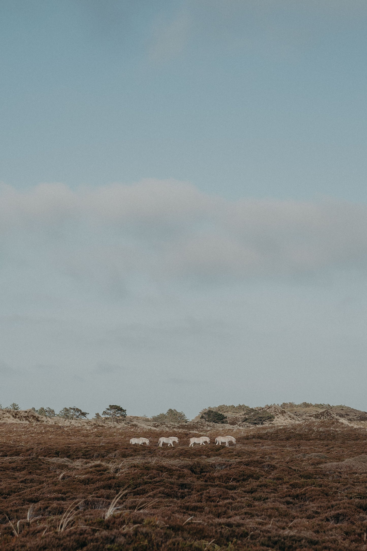 "Pferdekette" Limited Art Print 20 x 30