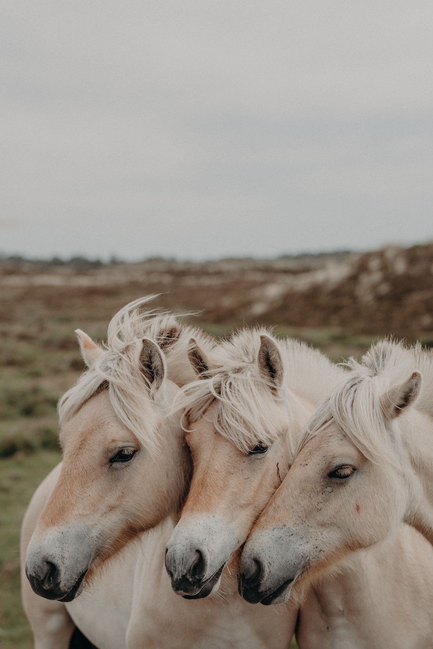 "Unsere Nachbarn" Limited Art Print 20 x 30