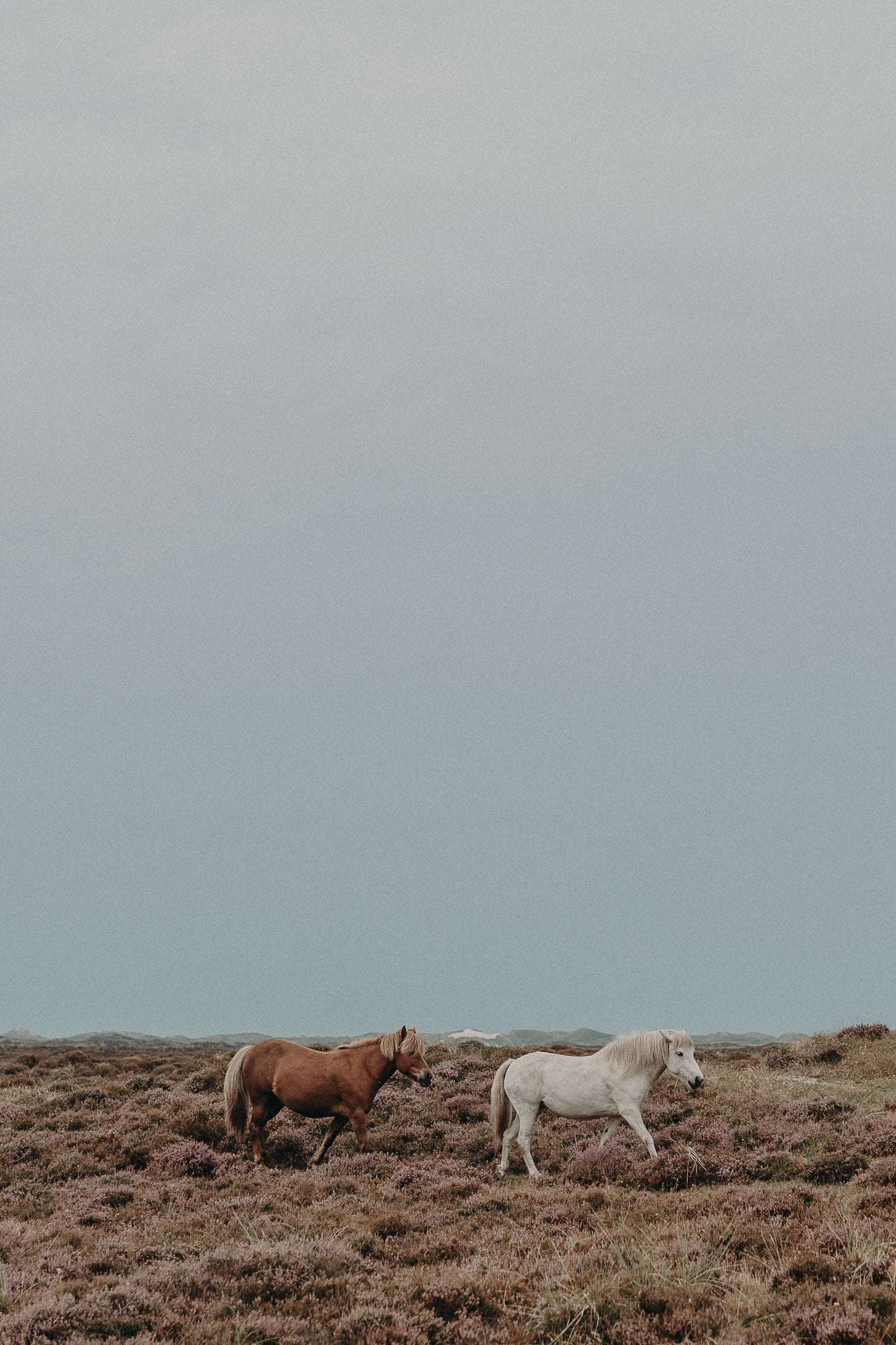 "Heide" Limited Print 20x30