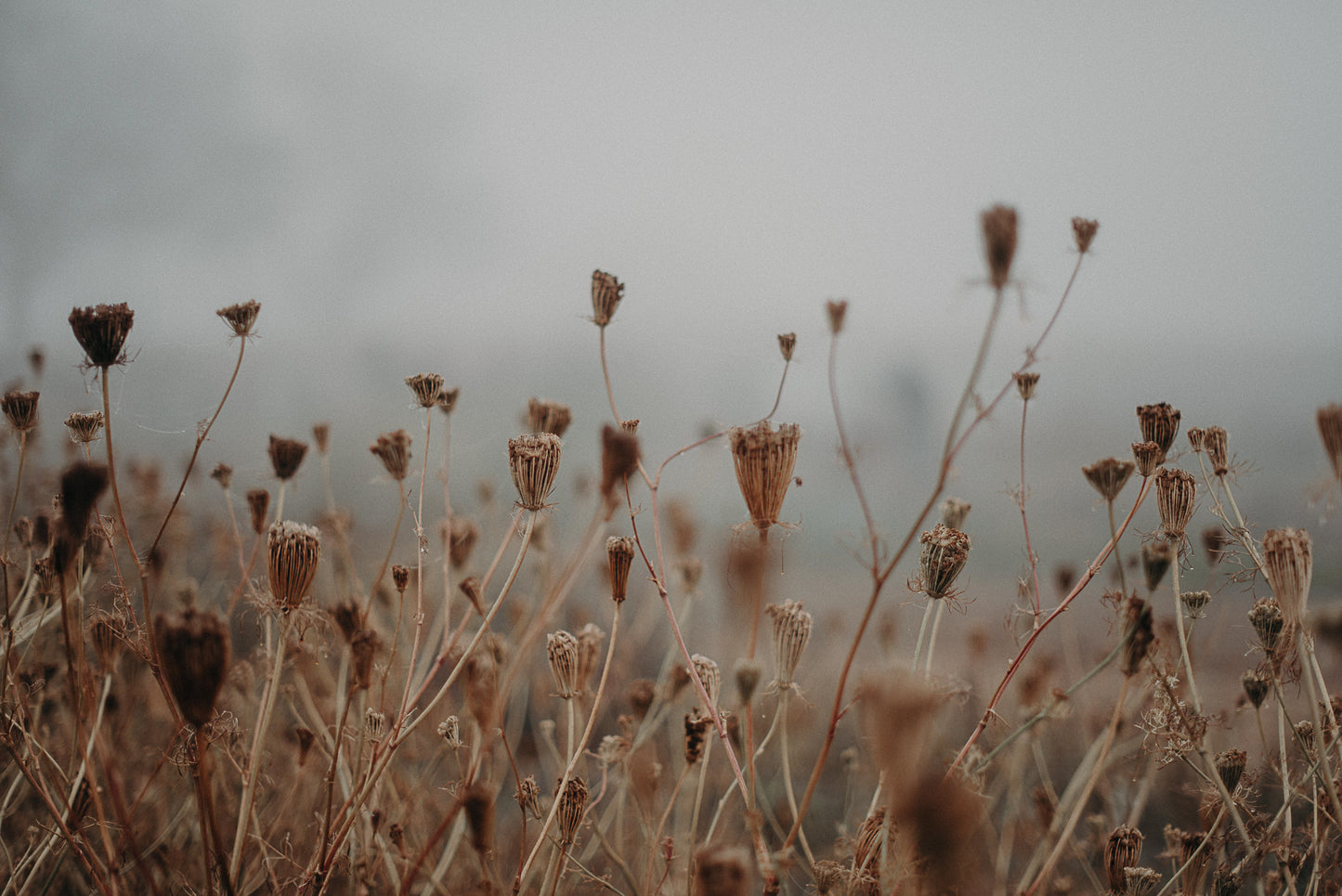 Limited Wildling Edition Set mit 8 Prints Din A5 auf Karton