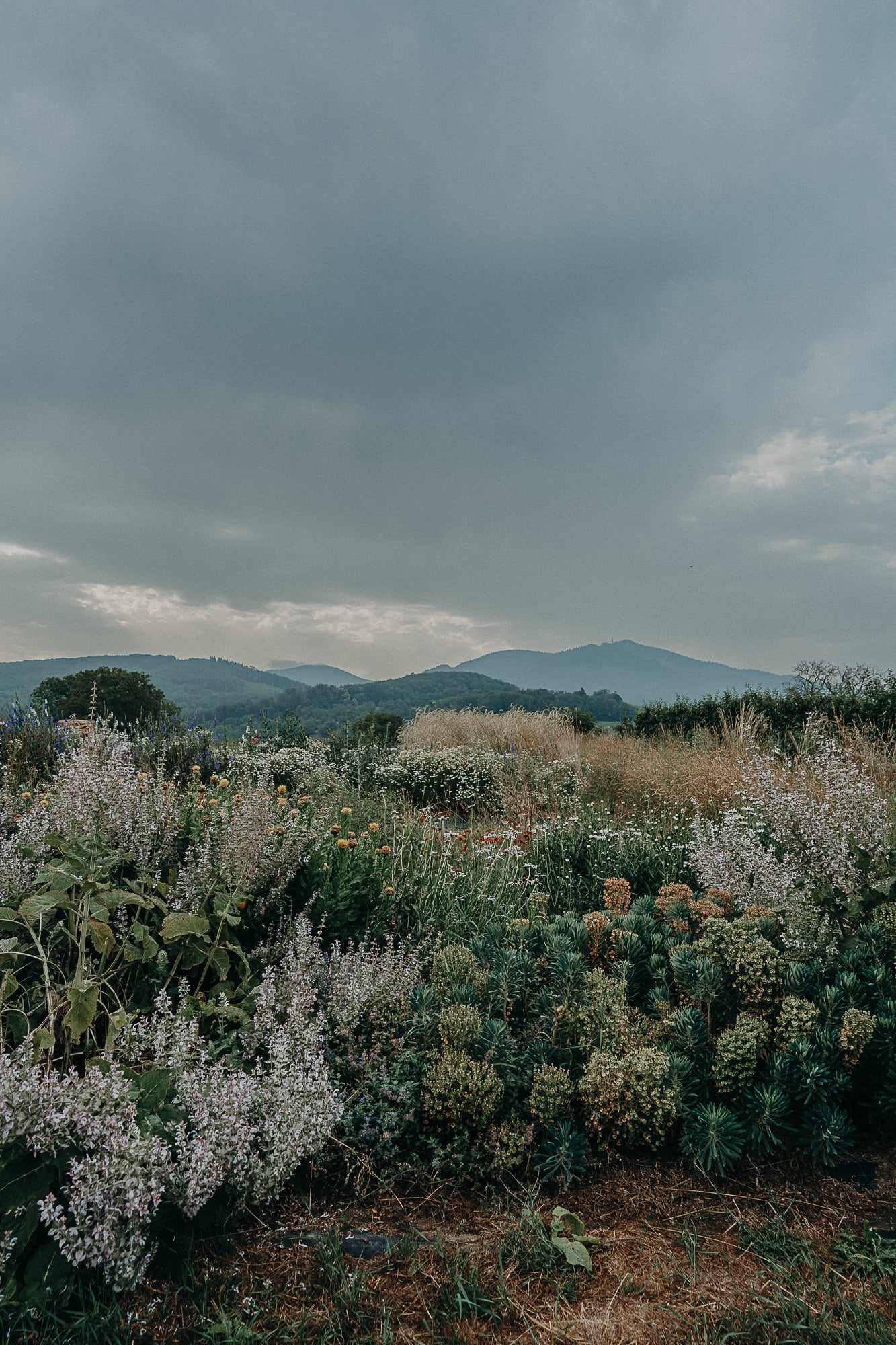 Limited Wildling Edition Set mit 8 Prints Din A5 auf Karton