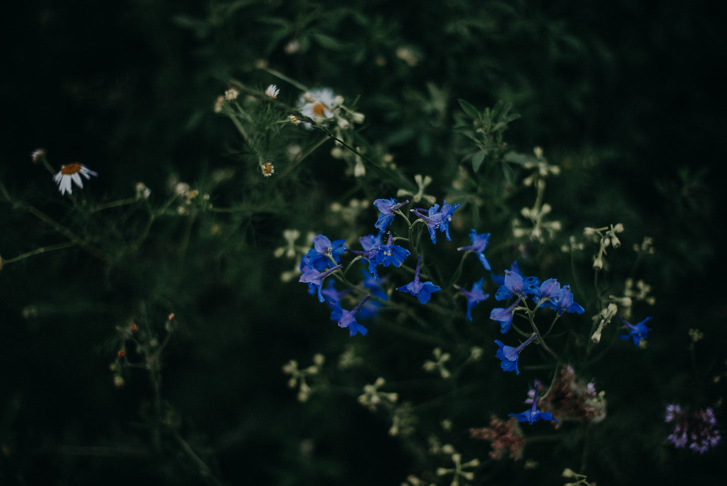 Limited Wildling Edition Set mit 8 Prints Din A5 auf Karton